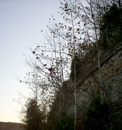 picture of sycamores at the base of spillway cliff