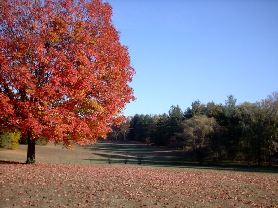 wallpaper preview: sugar maple in full fall color